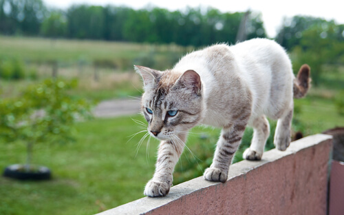 equilíbrio do gato