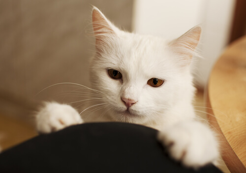 cara de gato fofo