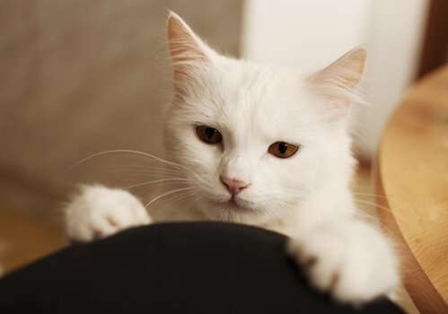 Uma fotografia em close de um gato afetuoso.