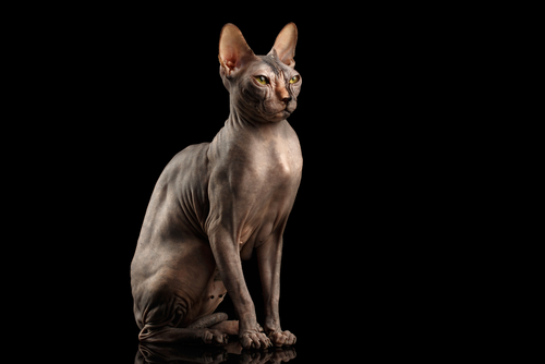 Nomes de gatos Sphynx