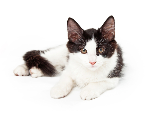 Um gato de smoking cativante com um impressionante padrão de pelagem preta e branca.