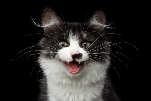 Um gato curioso com pelo branco e cinza é capturado no meio do miado, com a boca aberta e os olhos focados.