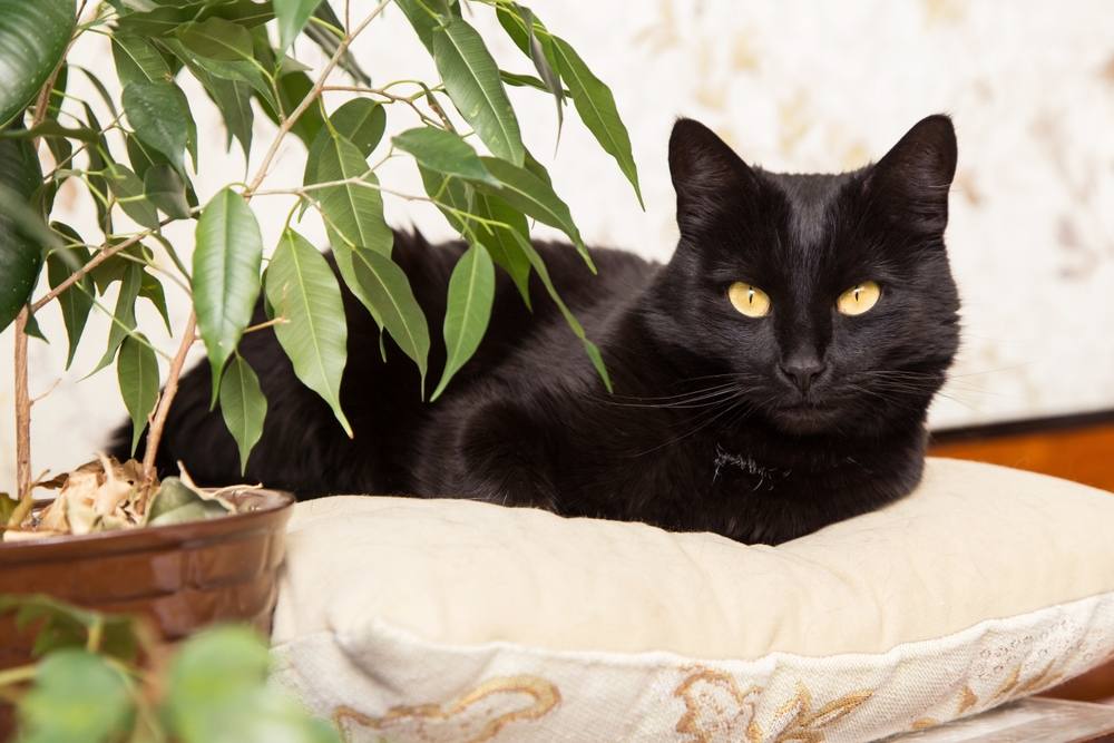 Lindo gato Bombaim Preto