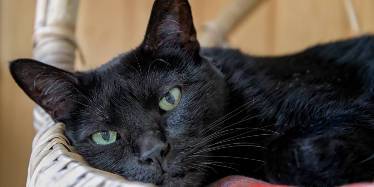 adorável cara de gato preto de Bombaim olhando para a câmera