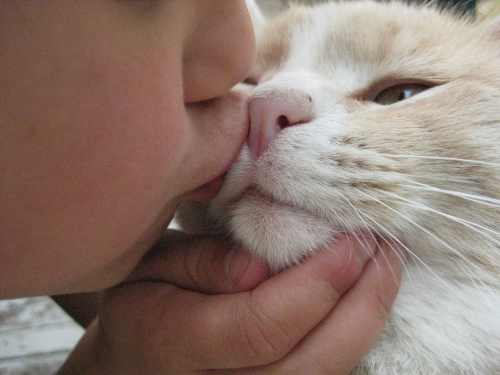 dono beijando o gato