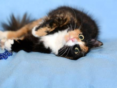 tortoiseshell cat stretching