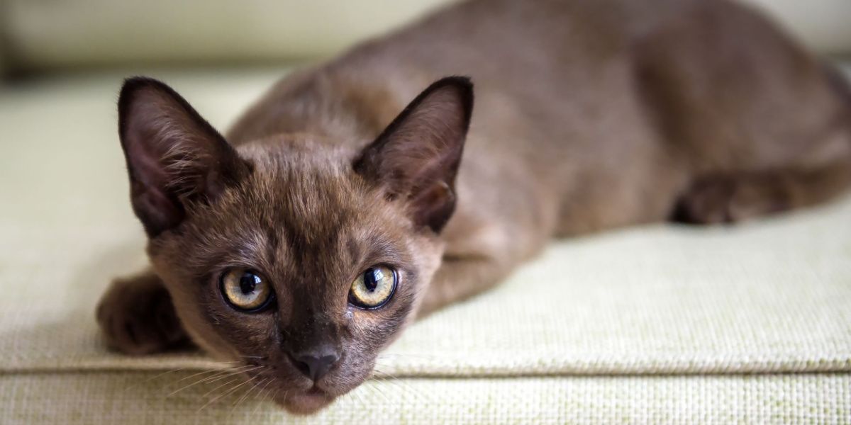 Gato da Birmânia relaxando em um sofá em uma pose confortável.