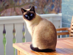 Siamese Cats sitting on chair featured image