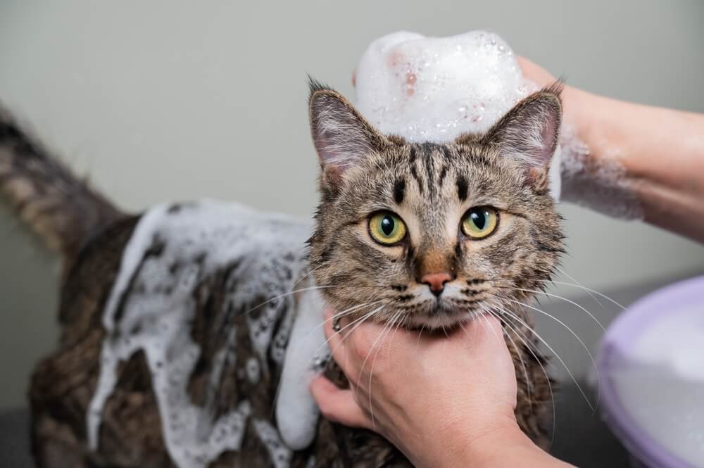 Uma imagem que mostra uma mulher lavando um gato malhado cinza. A cena ilustra o processo de preparação e cuidado do gato, destacando o esforço do dono em manter a higiene e limpeza do gato.