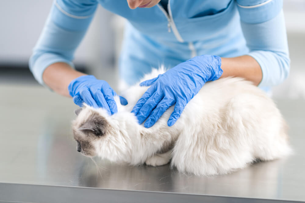 Uma imagem que mostra um veterinário examinando cuidadosamente um lindo gato de pêlo comprido.