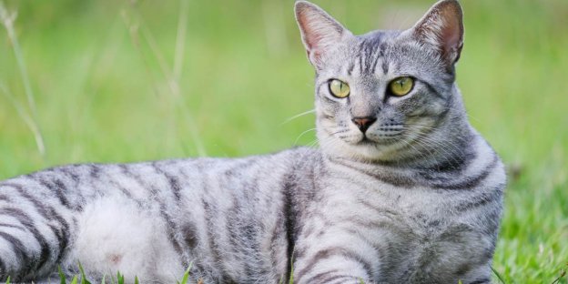 150 Melhores nomes e significados de gatos egípcios antigos