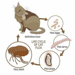 Pulgas em Gatos: Identificação, Ciclo de Vida e Tratamento - Cats.com