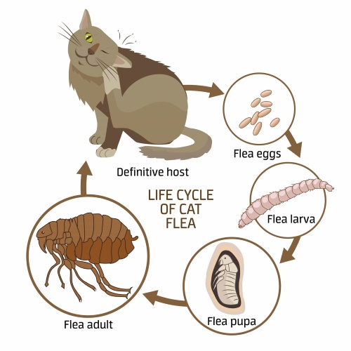 Ilustração das causas das pulgas em gatos