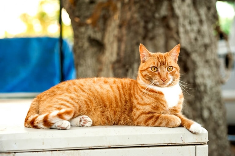 7 Raças de Gatos Garfield Pelas Quais Vale a Pena Ronronar - Cats.com