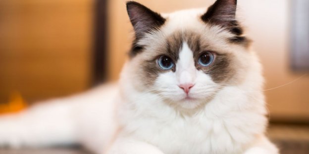 160 Melhores nomes de gatos ragdoll com significados