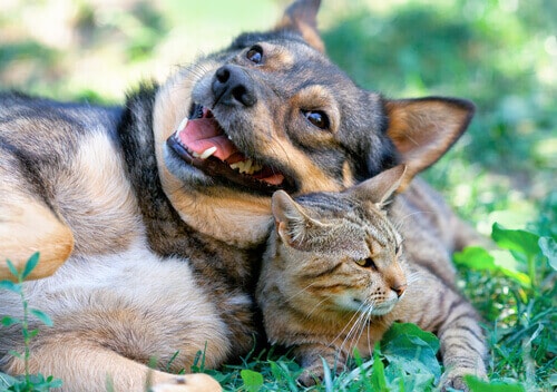 Gato e cachorro se dando bem.