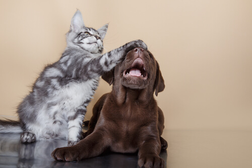 Gatos e um cachorro juntos.