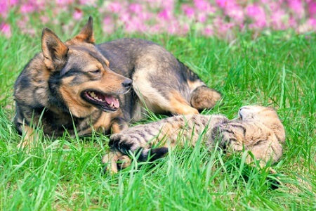 Gatos e cachorros coexistindo.