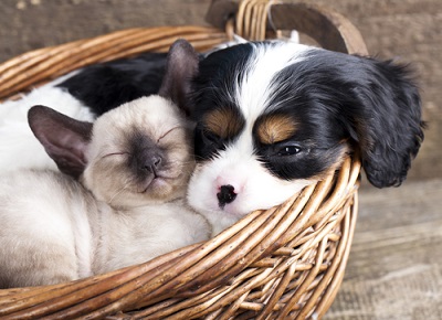 Gatos e cachorros em uma interação amigável.