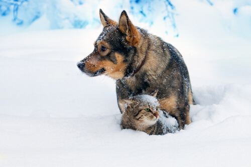 Gatos e cachorros se dando bem.