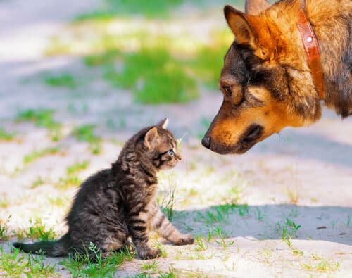 Gatos e cachorros juntos.