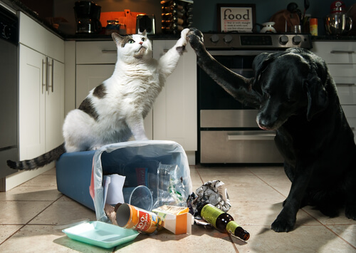 Gatos e cães vivendo em harmonia.