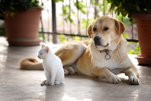 Gatos e cachorros morando juntos.