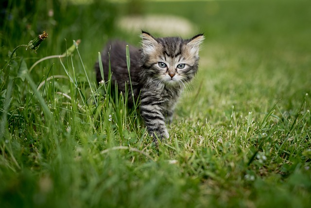 gatinho cinza