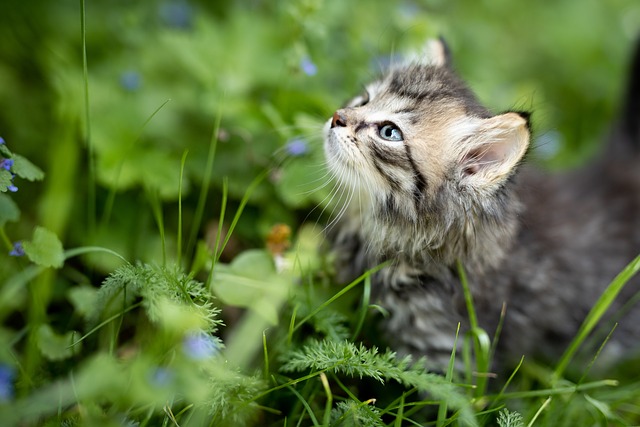 gato de apoio emocional