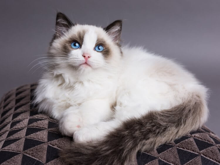 Gato Ragdoll Fêmea