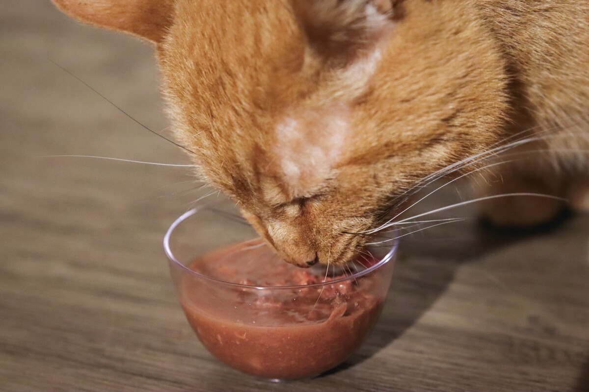 gato comendo ração para gatos em uma tigela