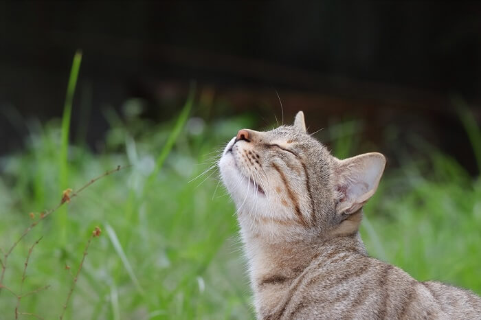 cheiro de gato