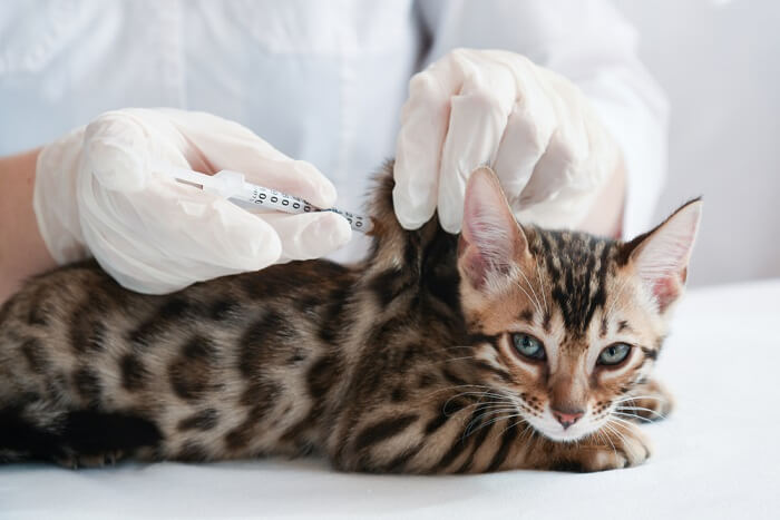 Representação visual de um gato recebendo vacinação