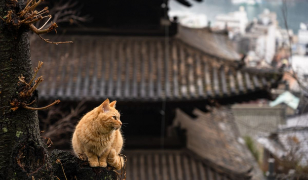 Nomes de gatos japoneses – 101 Nomes exóticos para gatos com significados