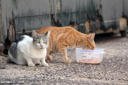 Gatos da vizinhança 1