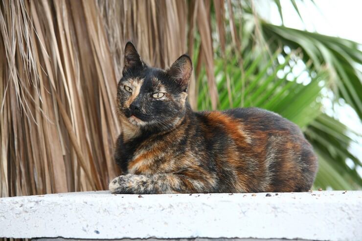 Um gato unissex de tartaruga, exibindo o padrão de pelagem distinto desta variedade felina.