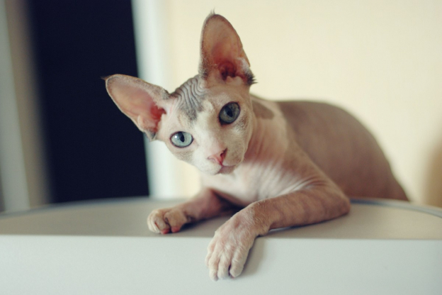 150 Melhores nomes de gatos para gatos sphynx