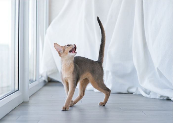 inteligência emocional gato