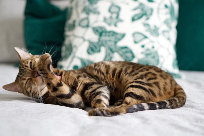 Gato de Bengala cuidando meticulosamente de seu pelo, exibindo sua elegância inerente e rotina de autocuidado.