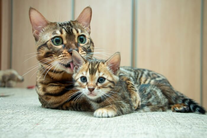 criação de gatos de bengala (1)