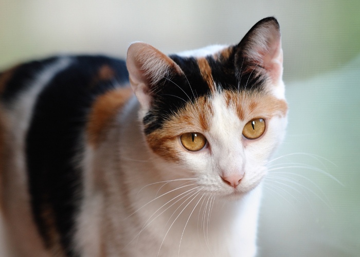 Imagem capturando a expressão emocional de um gato olhando diretamente para a câmera.