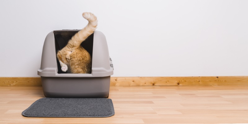 Representação de um gato entrando em uma caixa sanitária, destacando seu comportamento típico de higiene pessoal.