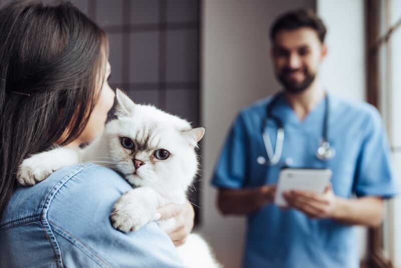 representação visual de um veterinário conduzindo um exame em um gato enquanto o gato é gentilmente segurado por seu dono.