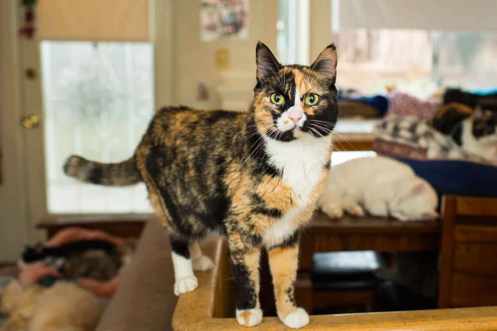 Gato em pé com confiança sobre uma mesa.