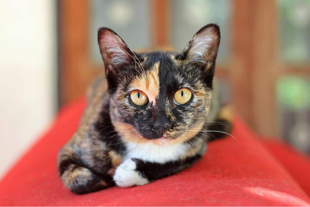 Gato sentado em um sofá vermelho, observando atentamente o ambiente.