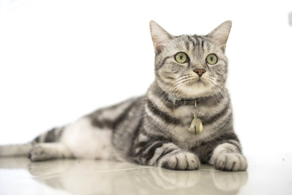 Gato American Shorthair, personificando o charme clássico e duradouro desta raça