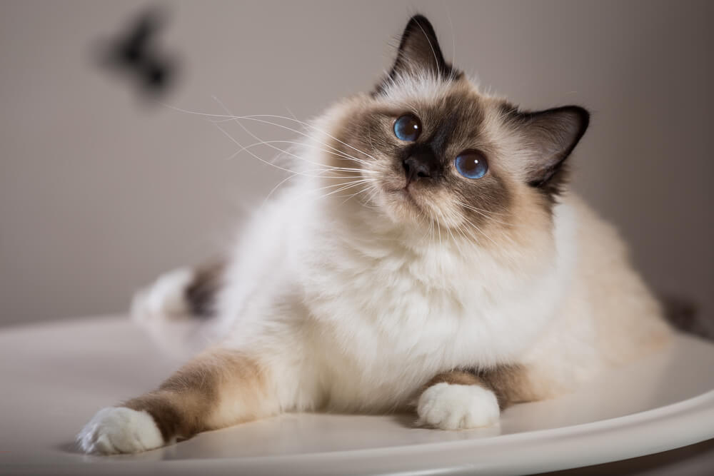 Imagem relacionada aos nomes dos gatos Birmaneses, oferecendo sugestões de nomes para esta adorável raça felina