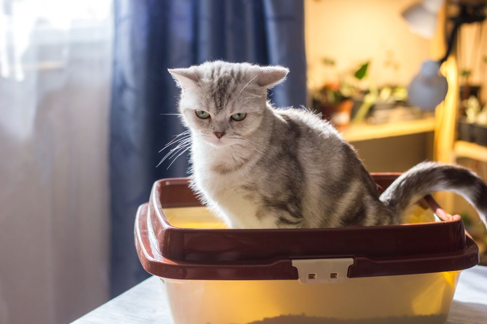 Uma imagem de destaque relacionada à constipação em gatos, destacando o tema da saúde digestiva felina.