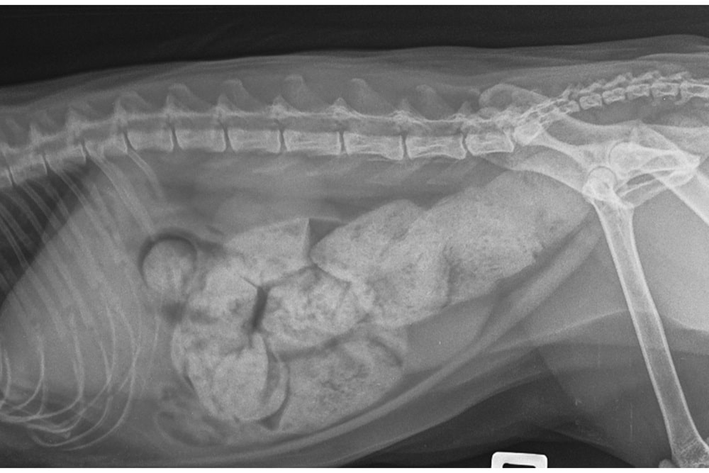 Radiografias (raios x) em gatos: como funciona - Cats.com