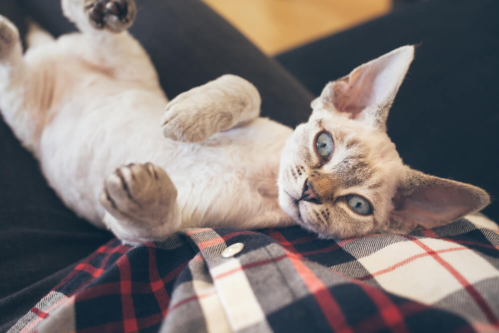 Devon Rex Gato dormindo